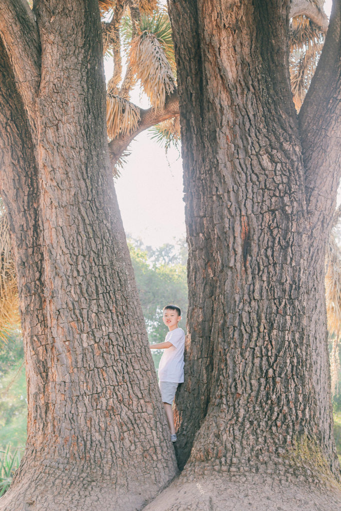 Sunnyvale California family portrait arizona garden boy climbing tree